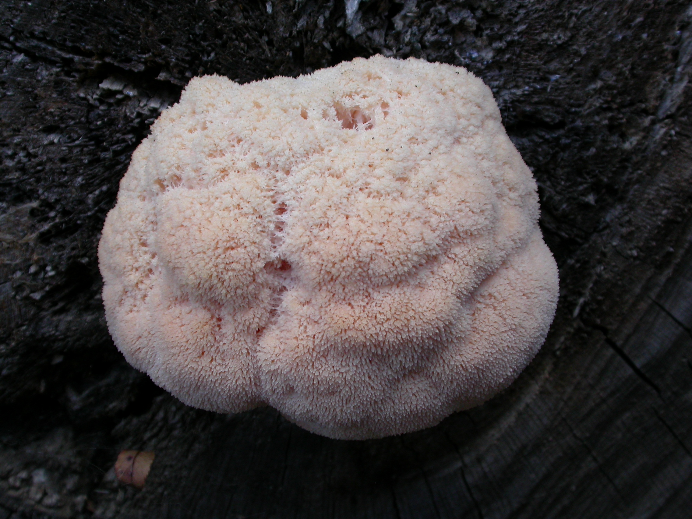 Aslan Yelesi - Hericium erinaceus